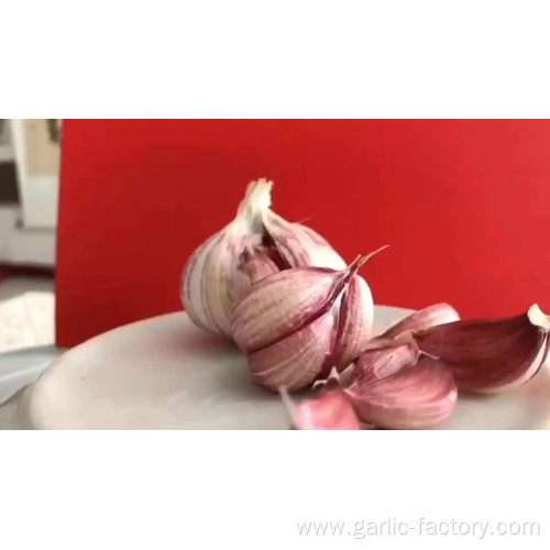 Best quality bulk Fresh Natural Garlic